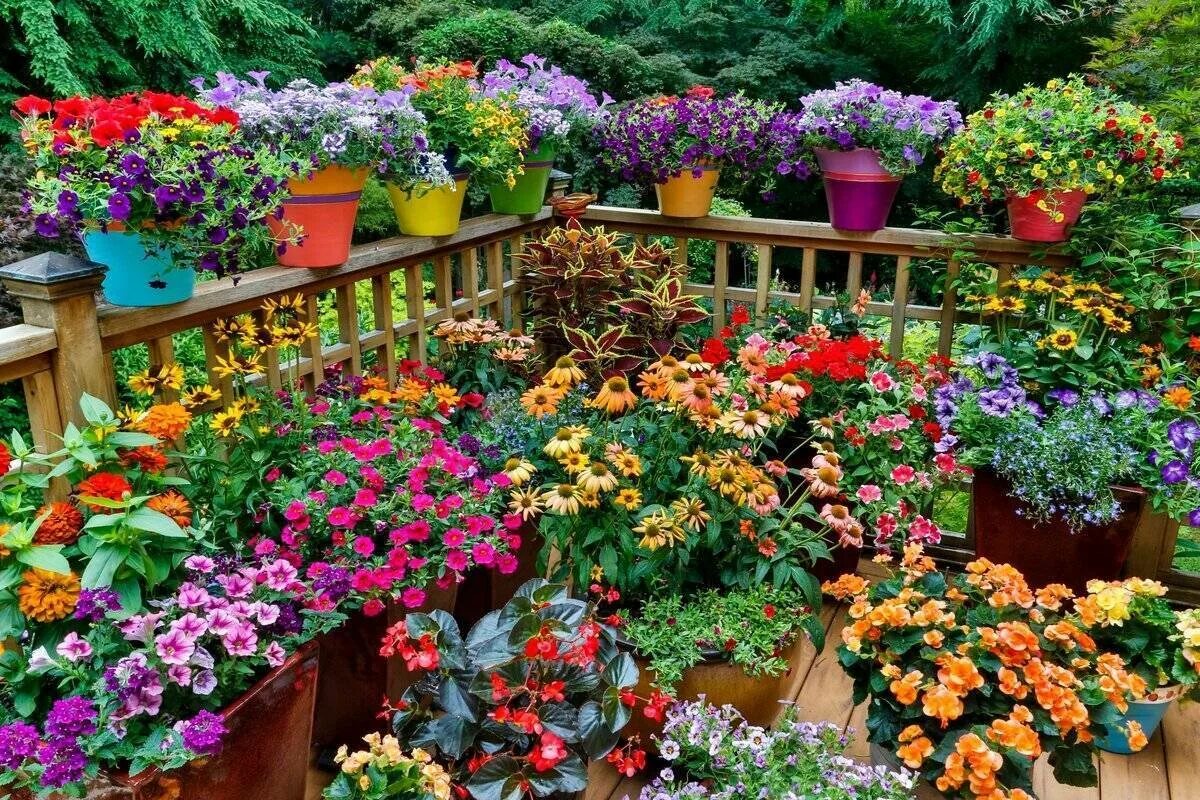 Видео сада с цветами. Фловер Гарден. Контейнерное цветоводство лилии. Цветы в саду. Цветы в горшках в саду.