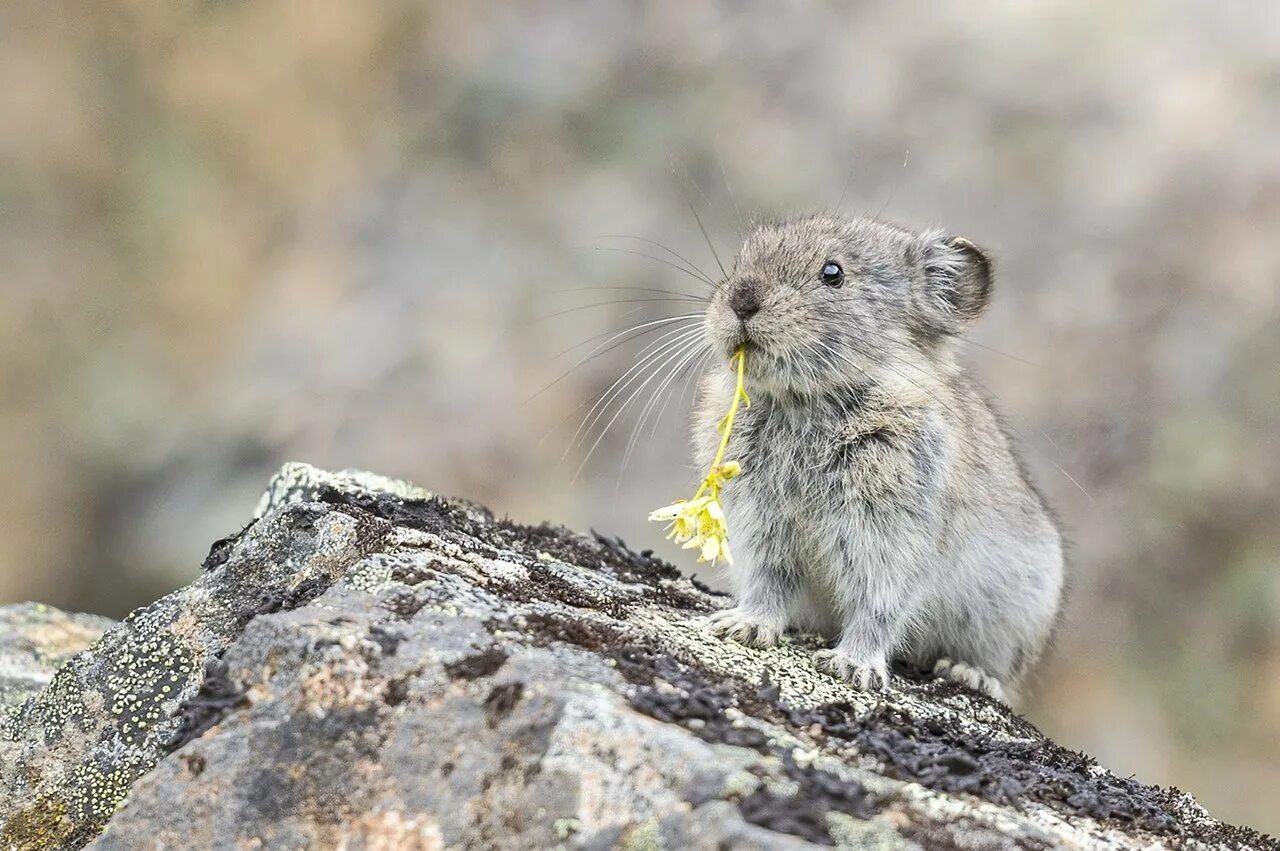 зайцеобразные алтайская пищуха. пищухи зайцеобразные. пищуха меланист. зайцеобразные алтайская пищуха. пищуха сеноставка.