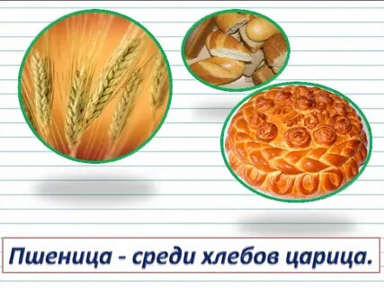 Пшеница среди хлебов царица