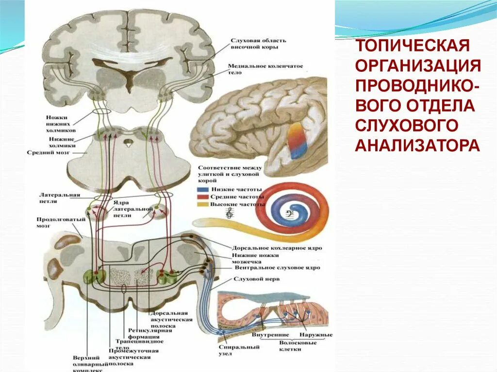Строение центрального отдела. Центральный отдел слухового анализатора. отделы слухового анализатора физиология. схема проводящих путей слуховой сенсорной системы. строение центрального отдела слухового анализатора.
