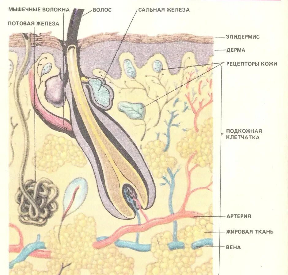 Где расположены сальные потовые железы корни волос. Строение потовых желез кожи. Потовые и сальные железы строение. Мерокриновые потовые железы строение. Строение кожи потовая железа.