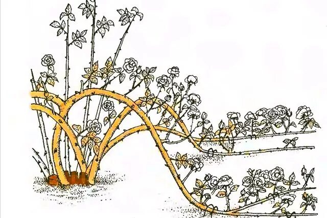 Обрезают ли плетистую розу весной. Плетистые и почвопокровные розы. Почвопокровные розы формирование куста. Обрезка почвопокровных роз. Обрезка почвопокровных роз весной.
