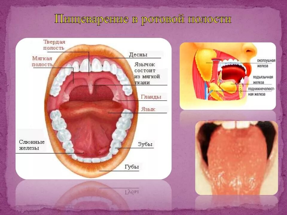 Полость рта язык зубы. Пищеварение в ротовой полости. Пищеварение в ротоылй ролрсти. Ротовая полость пищеварение в ротовой полости. Пищеворениев полости рта ..