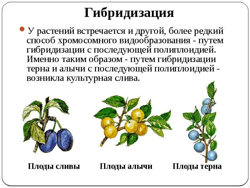 Путь гибридизации. Метод отдаленной гибридизации растений. Гибридизация метод селекции растений. Селекция растений гибридизация примеры. Путь видообразования полиплоидия.