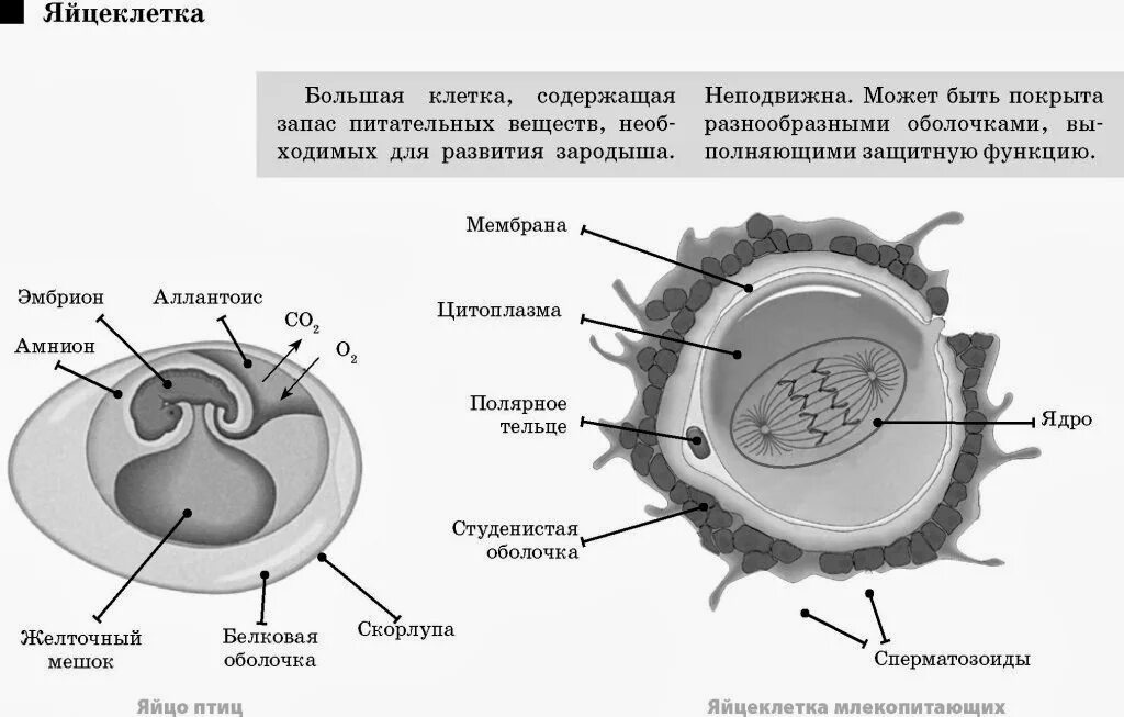 В каких структурах содержится запас питательных веществ. Наружная клеточная мембрана яйцеклетки. Строение яйцеклетки оболочки. Запас питательных веществ яйцеклетки. Схема строения яйцеклетки.