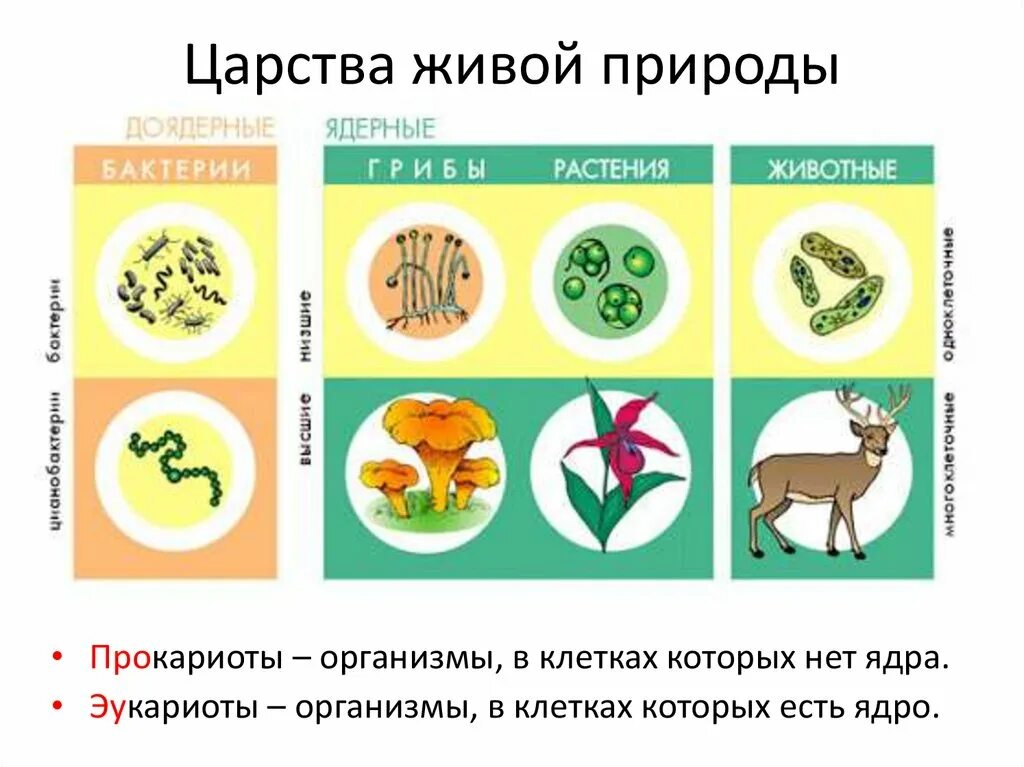 Царство живой природы 9 класс биология. Разнообразие форм живого. Названия всех Царств живой природы. Разнообразие живой природы царство.