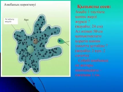 Натолкнувшись на добычу амеба обволакивает ее своими
