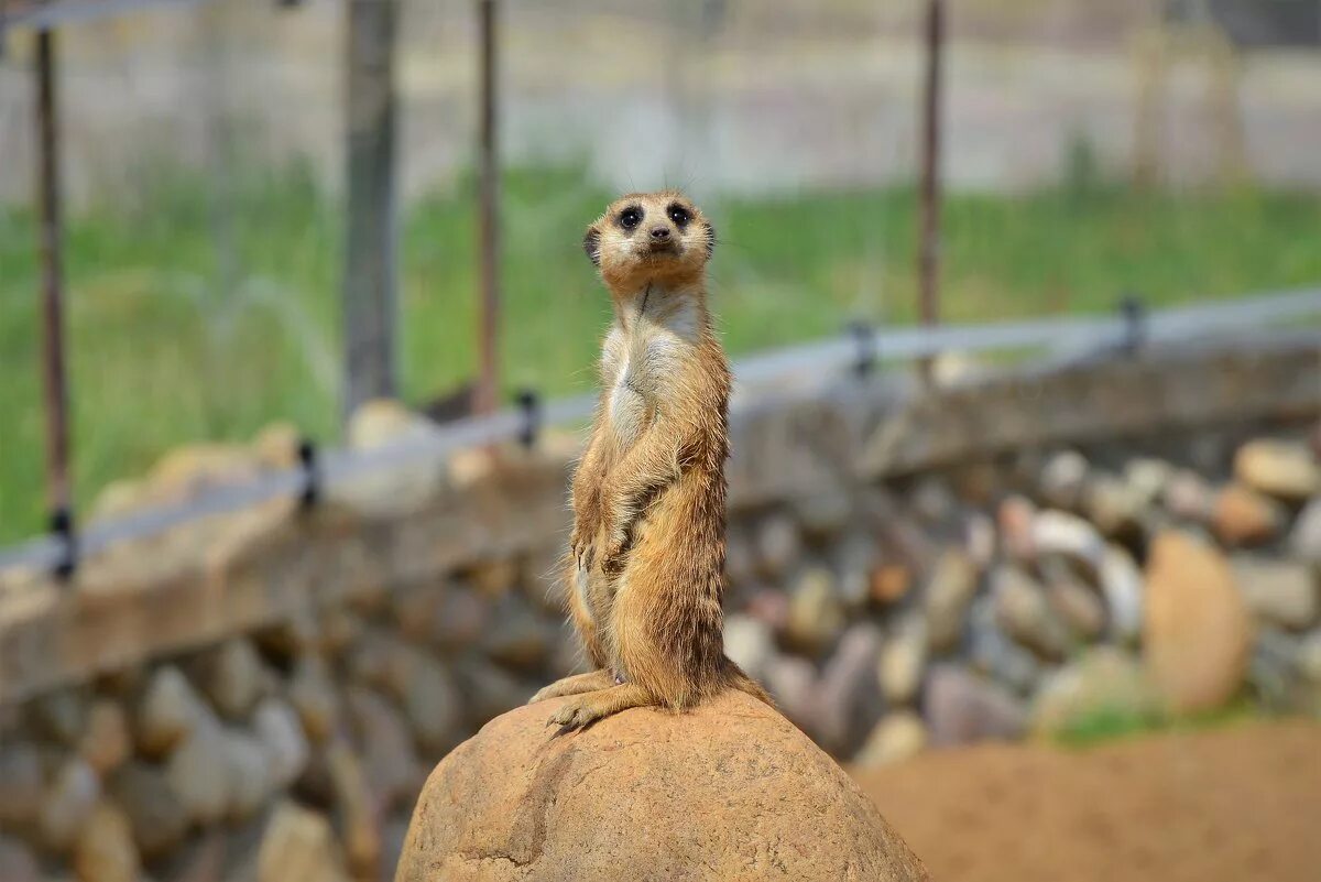 сурикаты домашние. ручной сурикат. сурикат домашний. сурикаты москва. сурикаты в московском зоопарке.