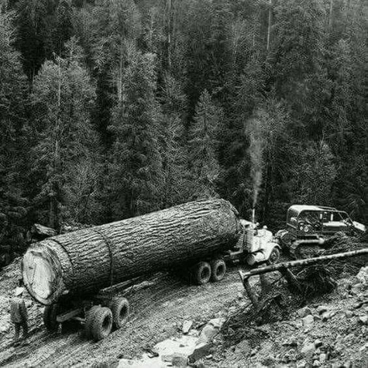 Машина лесоруб. Комплекс харвестер+форвардер john deere. Машина лесоруб. Харвестер понссе эрго. Трелевка деревьев.