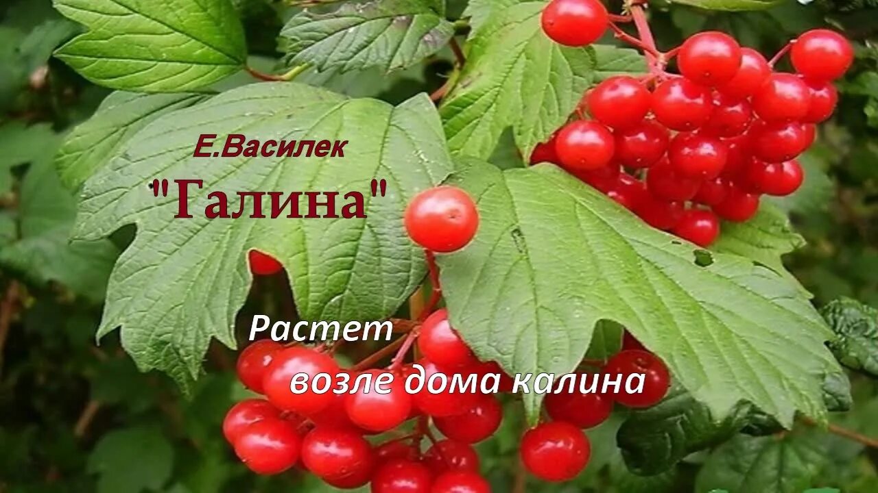 Текст песни растет калина. Растёт растёт возле дома Калина. Растет в этом доме Калина. Растет возле дома Калина.