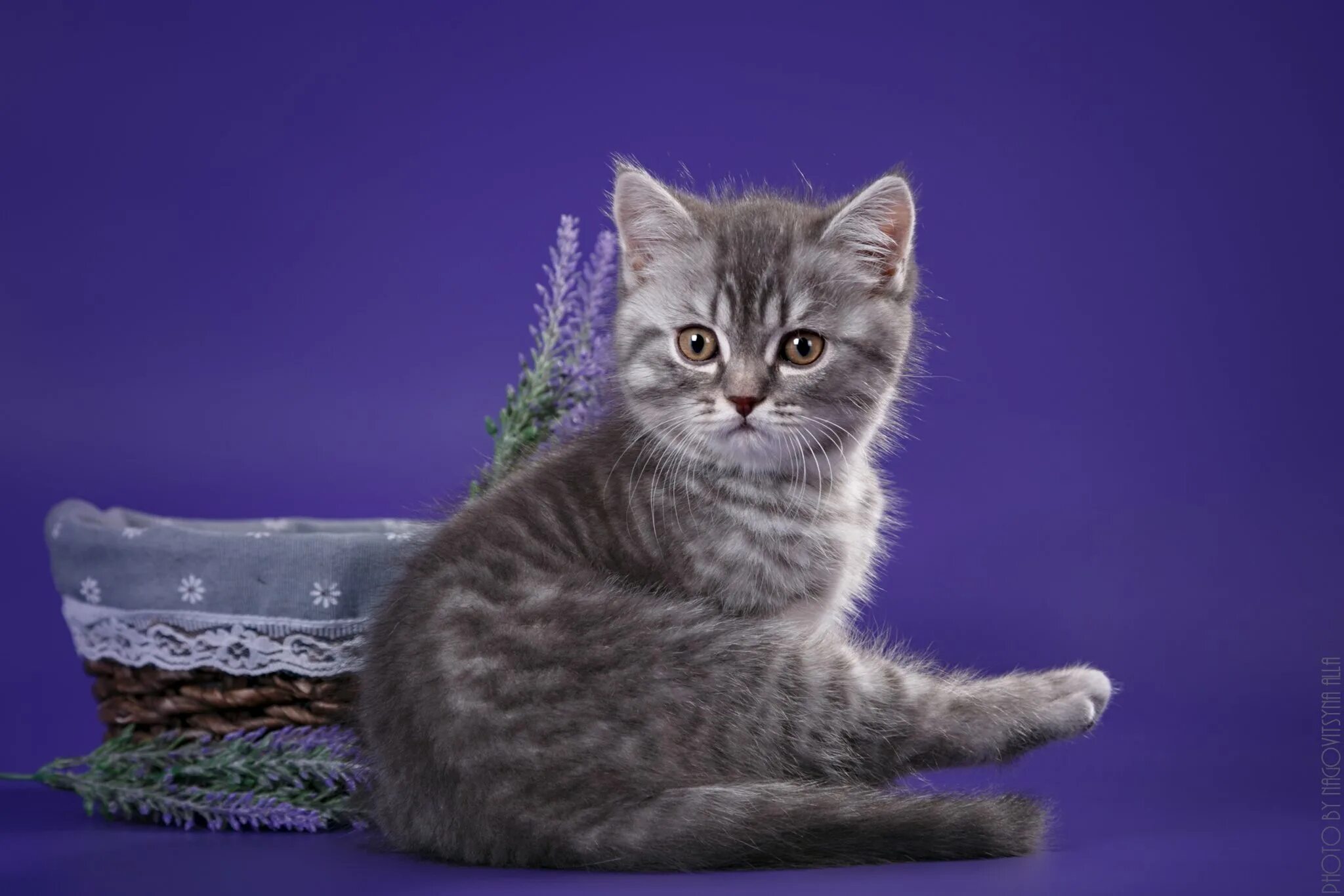 Шотландский скоттиш страйт. Шотландская кошка прямоухая. Шотландские котята прямоухие. Шотландская скоттиш страйт голубой табби