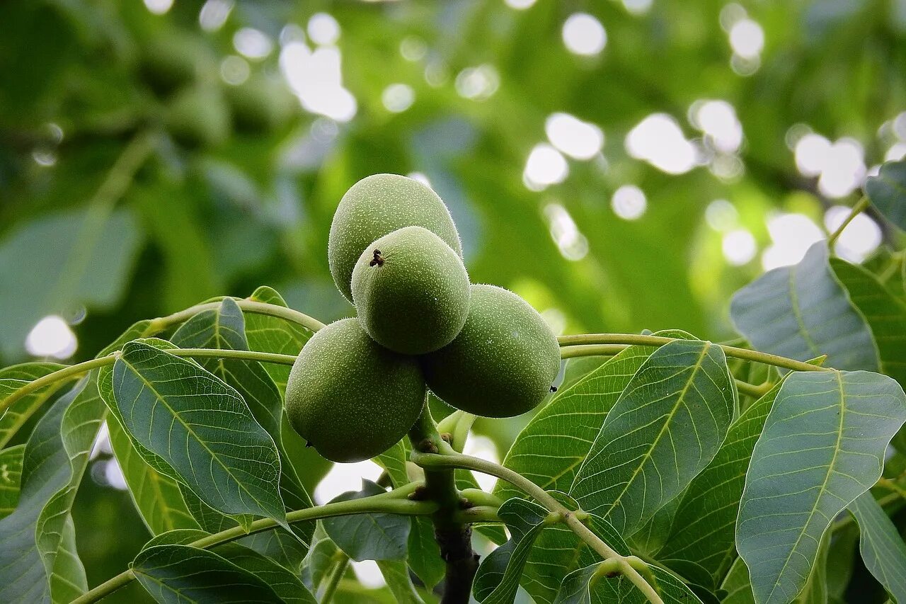Как вырастить грецкое дерево. Орех грецкий (juglans regia). juglans regia дерево. орешник грецкий дерево. грецкий орех в субтропиках.