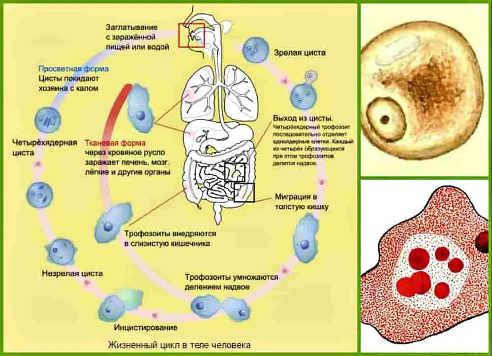 Схема жизненного цикла Entamoeba histolytica. Жизненный цикл дизентерийной амёбы. (Entamoeba histolytica).. Цикл развития дизентерийной амебы. Цикл развития Entamoeba histolytica. Жизненные формы амебы