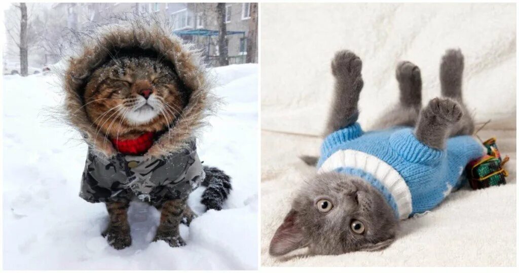 Чтоб не мерзла. Кот в зимней одежде. Котик в теплой одежде. Скоро зима утепляемся. Тепло одетый кот.