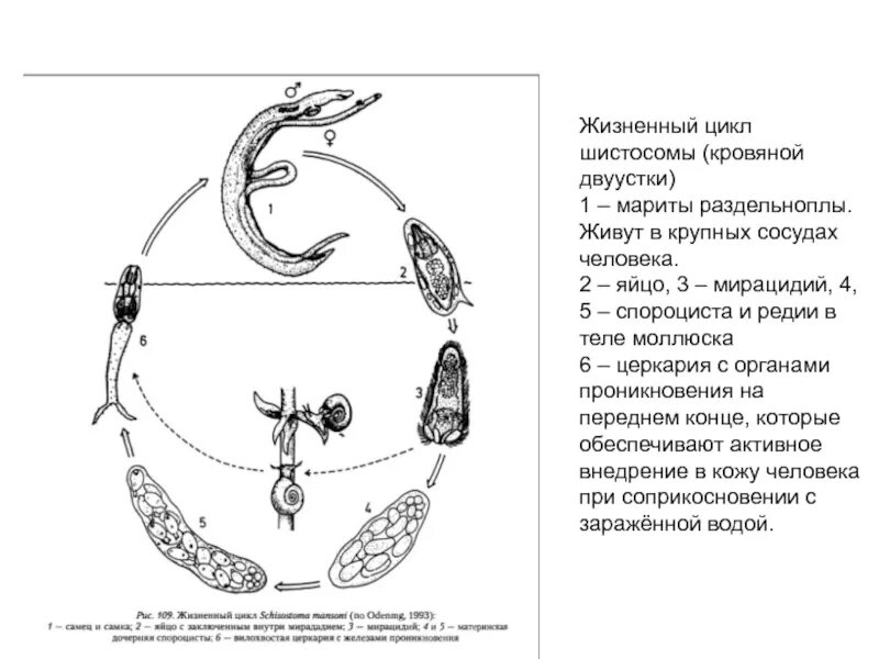 Жизненный цикл шистосомы. Шистосома цикл развития схема. Жизненный цикл кровяного сосальщика схема. Schistosoma haematobium жизненный цикл. Цикл развития японской шистосомы.