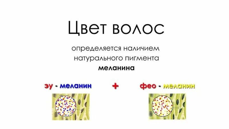 Меланин пигмент волос. Типы пигментов волос. Пигмент меланина в волосах. Эумеланин. Эумеланин и феомеланин пигмент.