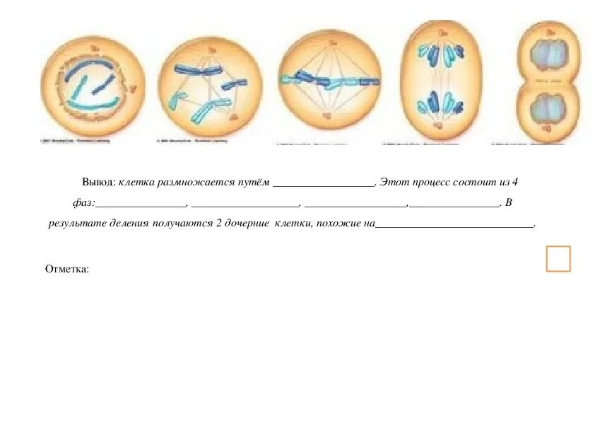 Деление клеток значение данного процесса. Пасечник этапы деления клетки 5 класс. Деление клетки 5 класс биология Пасечник. Биология 5 класс учебник деление клетки этапы. Биология 5 класс деление клетки по фазам.