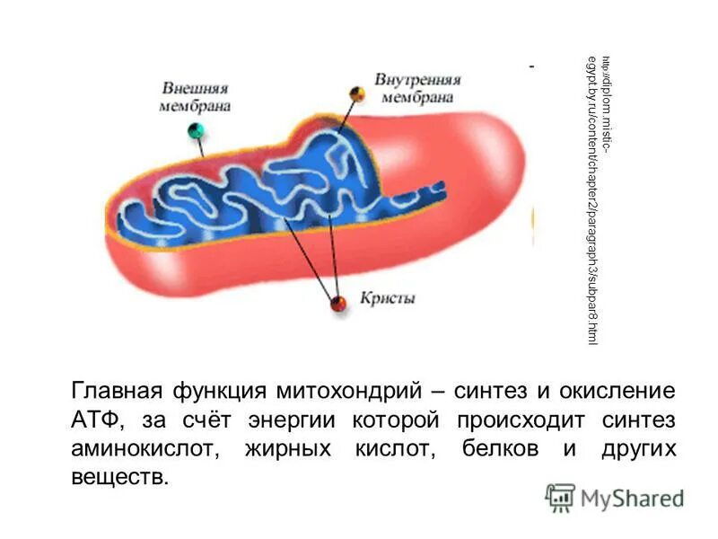 Происходит синтез атф за счет энергии. Синтез белка в митохондриях. Где происходит Синтез АТФ В части митохондрия. Окисление жирных кислот в митохондриях.