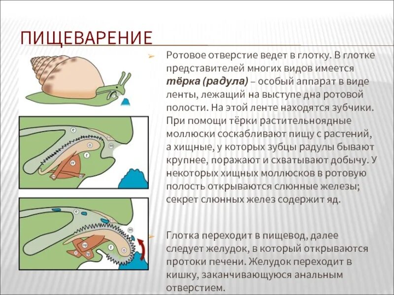 Радула в глотке