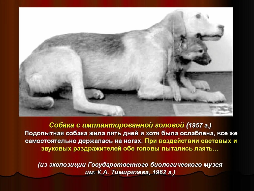 Какие органы пересадили собаке собачье сердце. Демихов двухголовая собака. Какие органы пересадили собаке собачье сердце. Собачье сердце собака превратилась в человека. Питомник собак красная звезда.