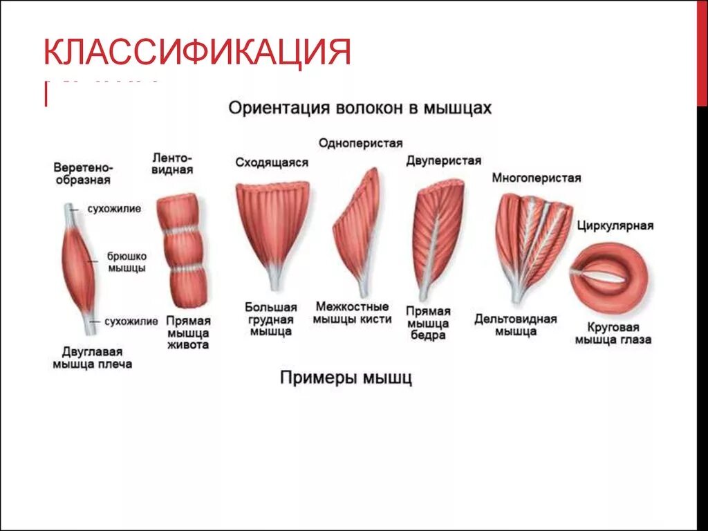 Типы мышечных волокон и их расположение. Строение и форма мышц анатомия. Классификация мышц по направлению волокон. Классификация мышц по их строению и функции.