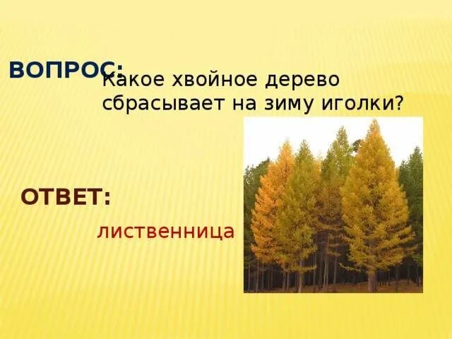 Хвойное сбрасывает иголки на зиму