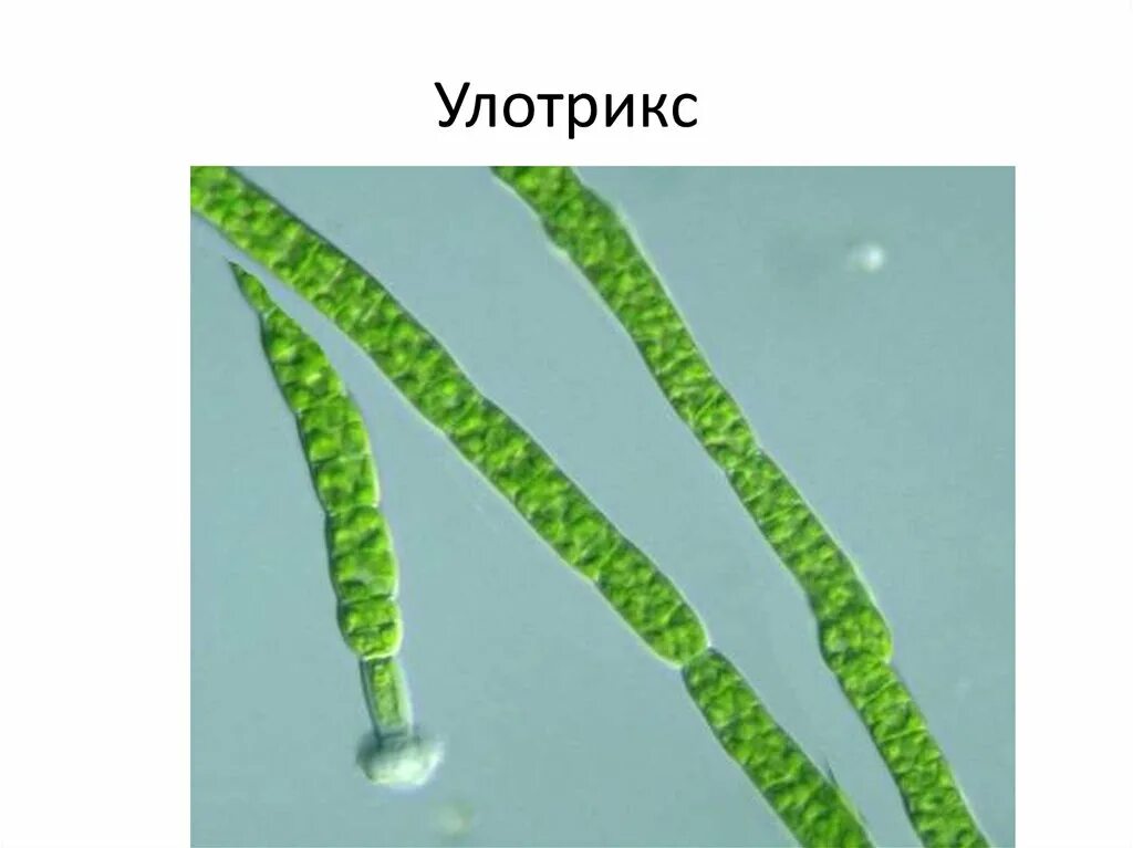 Клетка бурой водоросли. Улотрикс водоросль. Нитчатая водоросль улотрикс. Улотрикс и спирогира. Многоклеточные зеленые водоросли улотрикс.