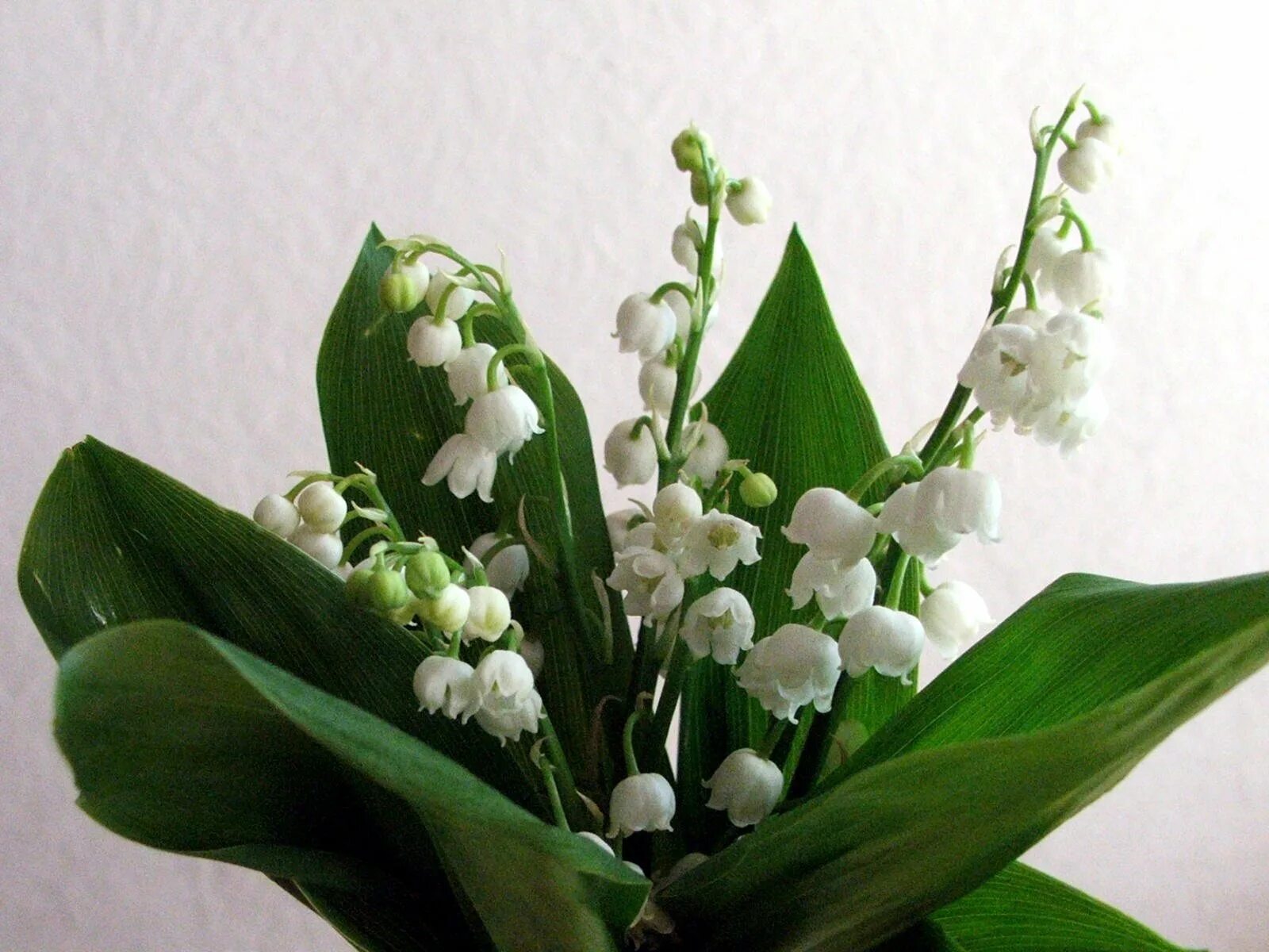 Тюльпаны ландыши. Лавандыш. Лавандыш. Лавандыш. Ландыши луковичные.