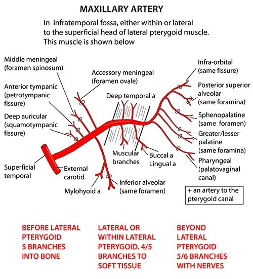 A maxillaris. Верхнечелюстная артерия схема. Ветви a maxillaris схема. Верхнечелюстная артерия на кт. Верхнечелюстная артерия ветви схема.