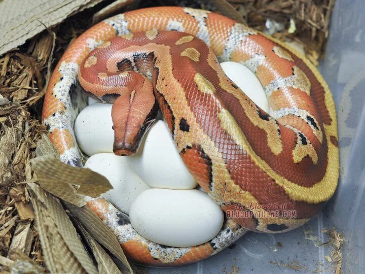 Видео яйца змеи. Королевский питон яйца. Змея сетчатый питон. Королевский питон откладывает яйца.