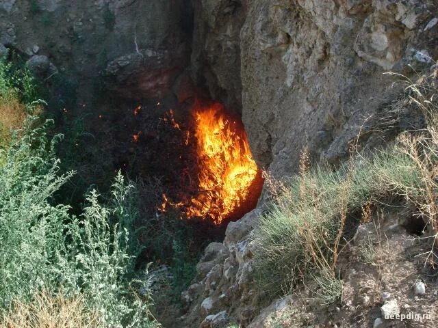 Растение Феникс ладанник самовозгорание. Ладанник самовозгорающийся. Самовозгорающиеся цветы. Самовозгорание средиземноморских кустарников. Способен самовозгораться