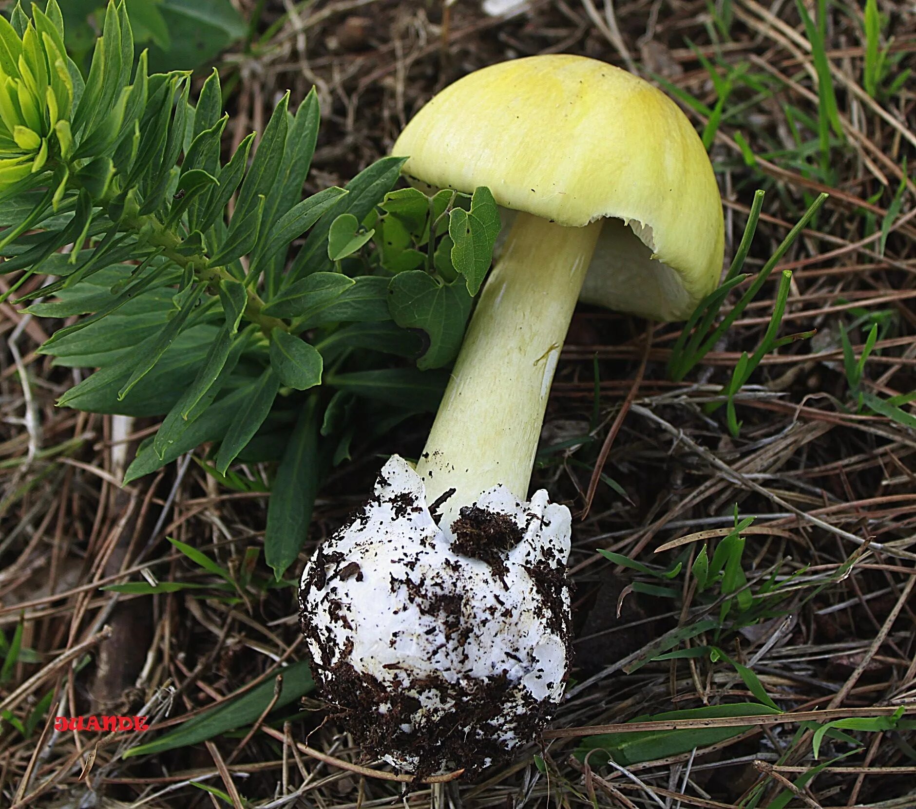 Бледная поганка гриб. Мухомор желтоножковый. Бледная поганка зеленая. Белая поганка.