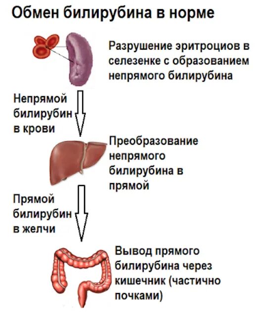 Билирубин. Прямой и непрямой билирубин схема. Где образуется прямой и непрямой билирубин. Понятия «прямой» и «непрямой» билирубин.. Нормальные показатели обмена билирубина.