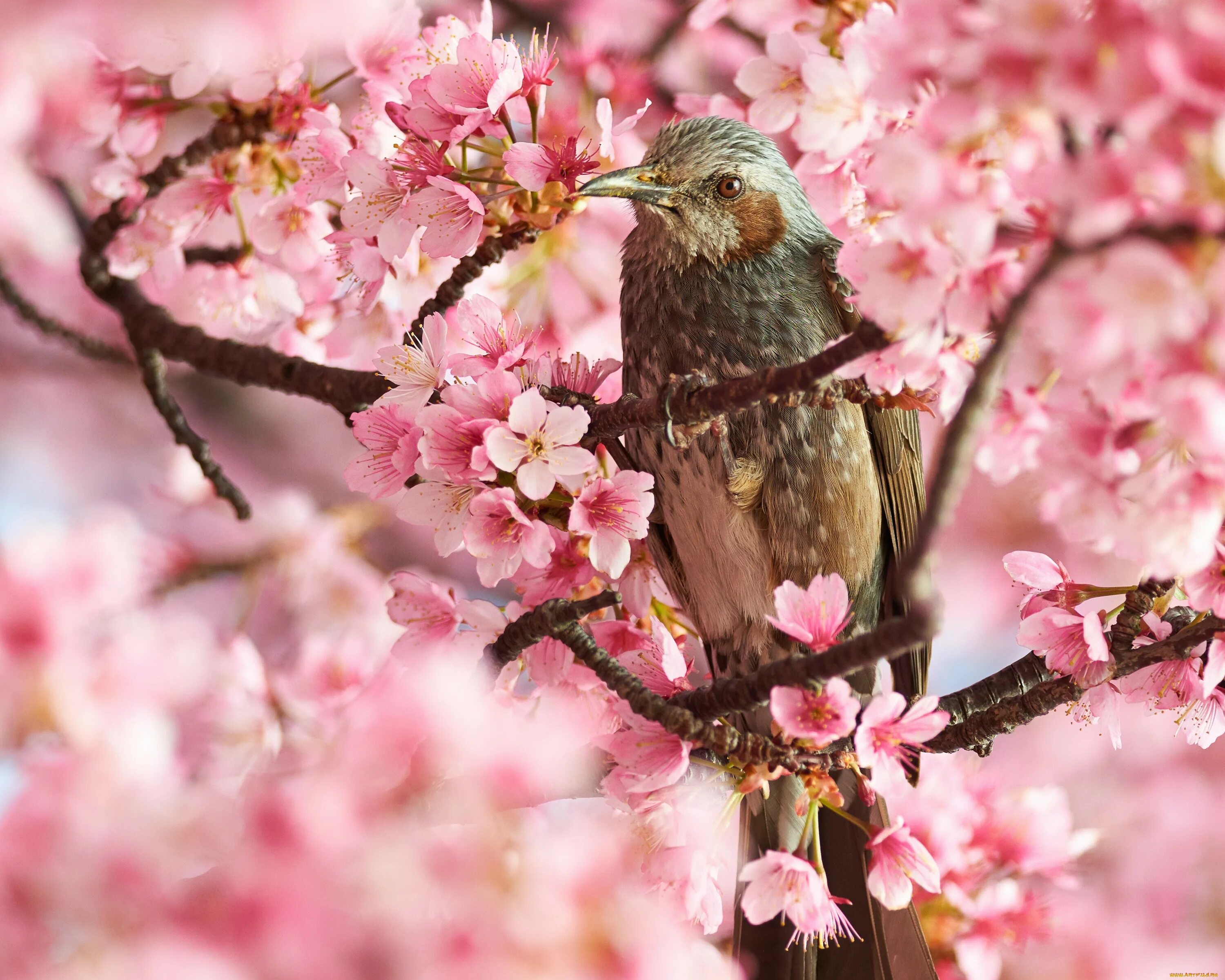 Весенние птицы на дереве. Птицы на Сакуре. Весенние птички. Птицы весной.