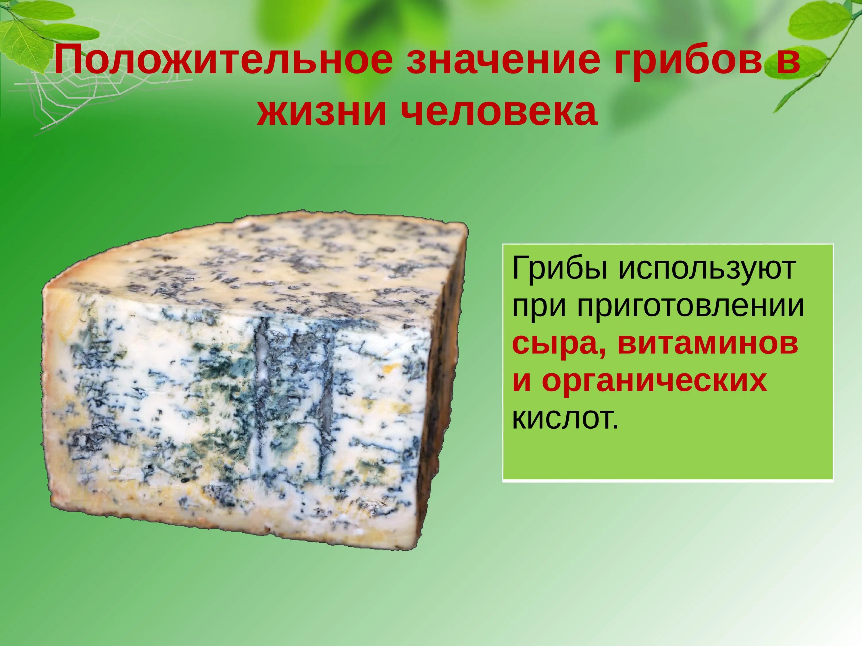 Значение грибов в природе 7 класс биология. Значение грибов. Значение грибов в жизни человека. Положительное значение грибов в жизни человека. Роль грибов в природе и жизни.