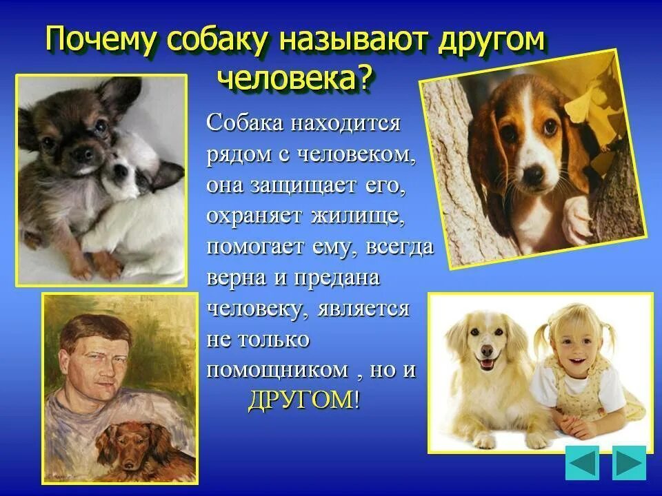 Презентация на тему собаки. Собака для презентации. Проект на тему собаки. Собака друг человека презентация. Почему собаки лучше людей