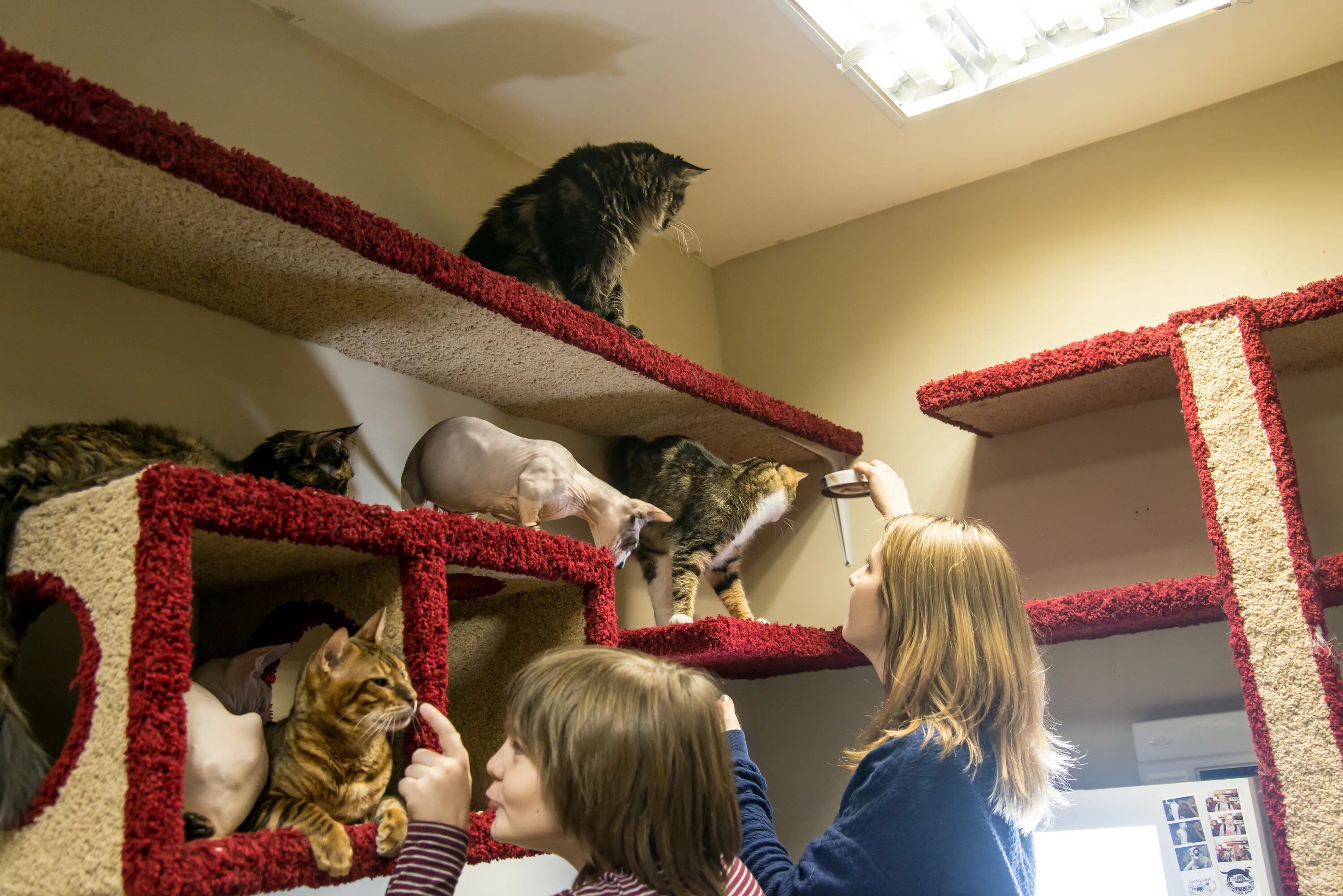 питерские котики магазин. магазин петербургских котов на невском проспекте. кафе республика кошек в санкт-петербурге. кафе и музей "республика кошек и котов" на литейном, 60. магазин кошек спб.