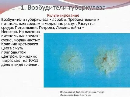 Микобактерии туберкулеза питательные среды