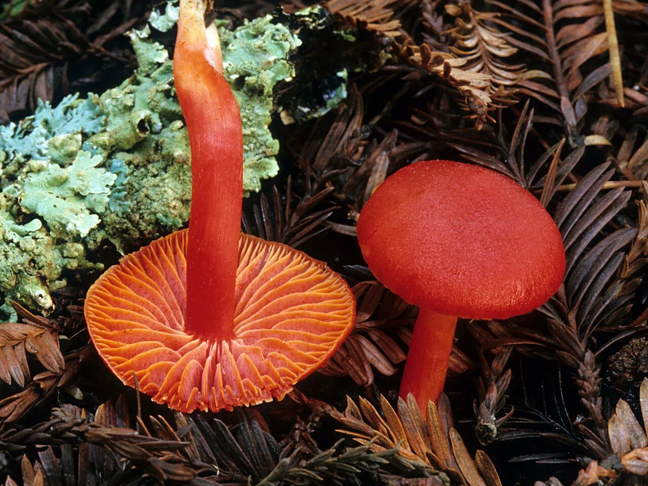 Гигроцибе киноварно-красная (Hygrocybe miniata). Гриб Гигроцибе алая. Гигроцибе алая съедобная. Гигроцибе пёстрая гриб. Красный гриб описание