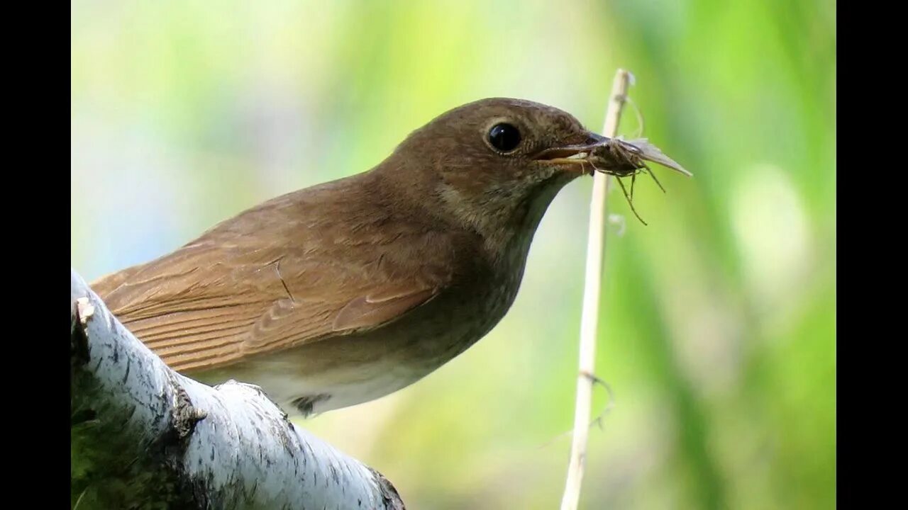 Обыкновенный Соловей Luscinia Luscinia. Соловей (Luscinia Luscinia). Соловей обыкновенный, Восточный. Обыкновенный, или Восточный, Соловей Luscinia Luscinia.