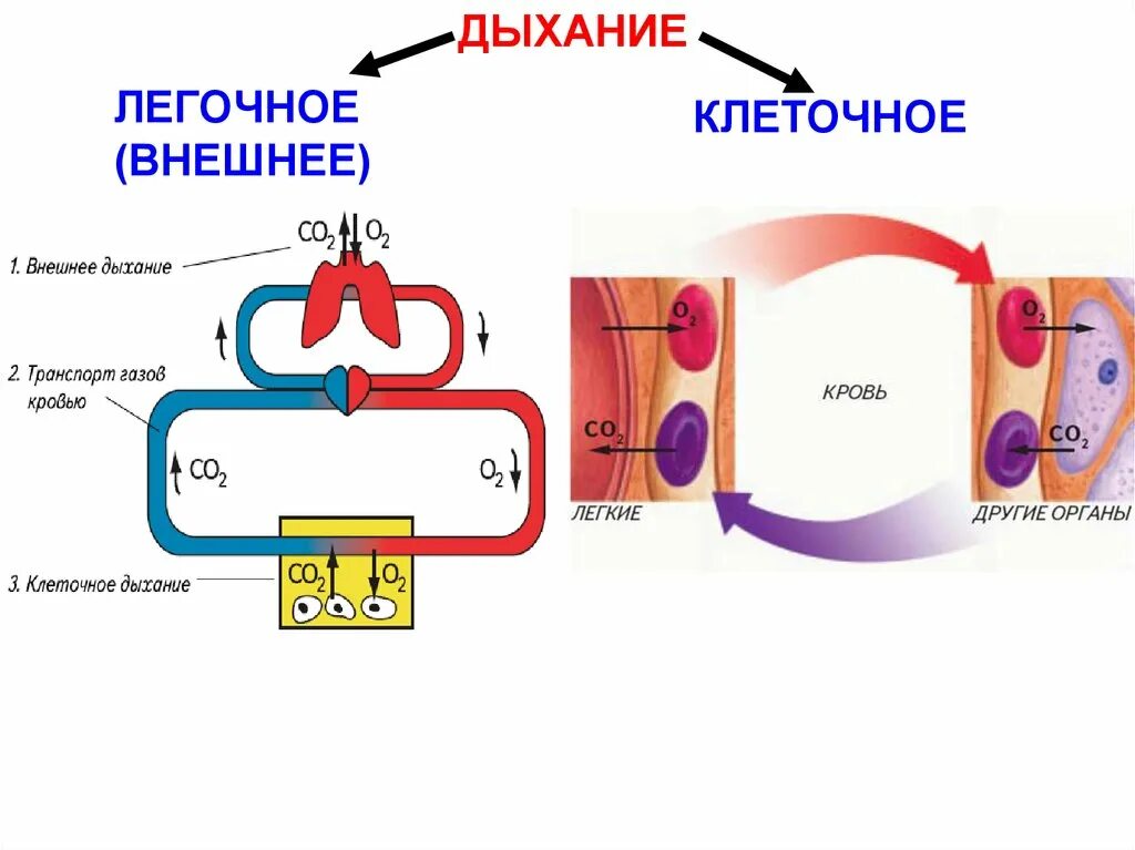 В каких клетках осуществляется дыхание. Клеточное дыхание схема ЕГЭ. Внешнее и клеточное дыхание. Внешнее дыхание и тканевое дыхание. Тканевое и клеточное дыхание.