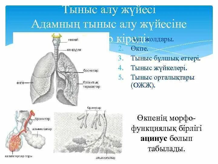 Тыныс алу жолдары презентация. Тыныс алу мүшелері презентация. Тыныс алу 7 сынып презентация. Тыныс алу жүйесінің