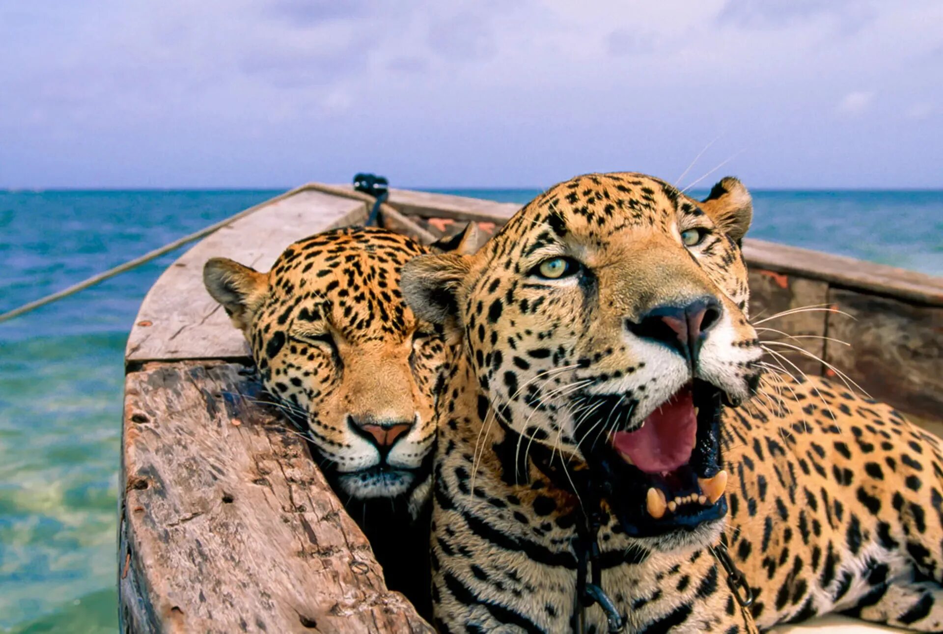 Популярные картинки. Животные National Geographic. National Geographic фотографии животных. Ягуар Мексика. Люди леопарды Африка.