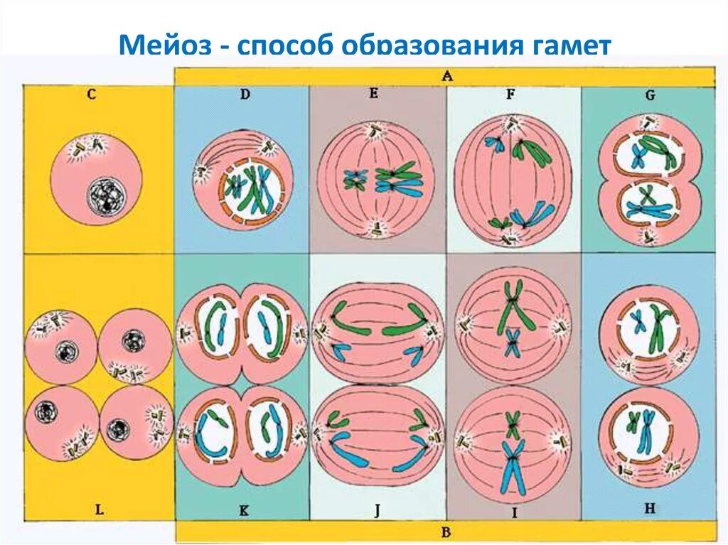 Мейоз 1 схема. Фазы мейоза 1. Мейоз 1 и 2. Мейоз 2.