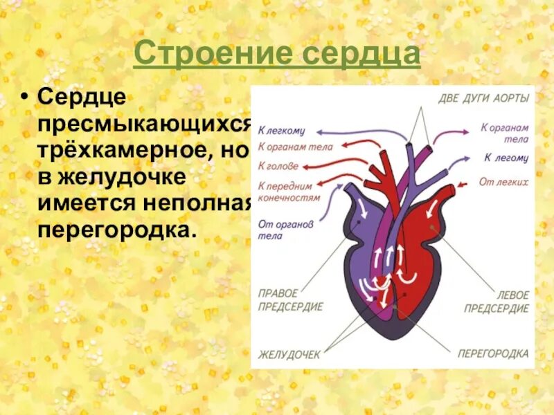 В желудочке земноводных находится. Строение сердца пресмыкающихся. Строение сердца рептилий. Трехкамерное сердце. Трёхкамерное сердце строение.