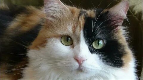 Кошка черно бело рыжего цвета