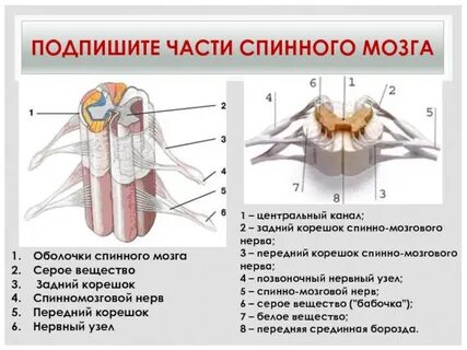 Центральный передний