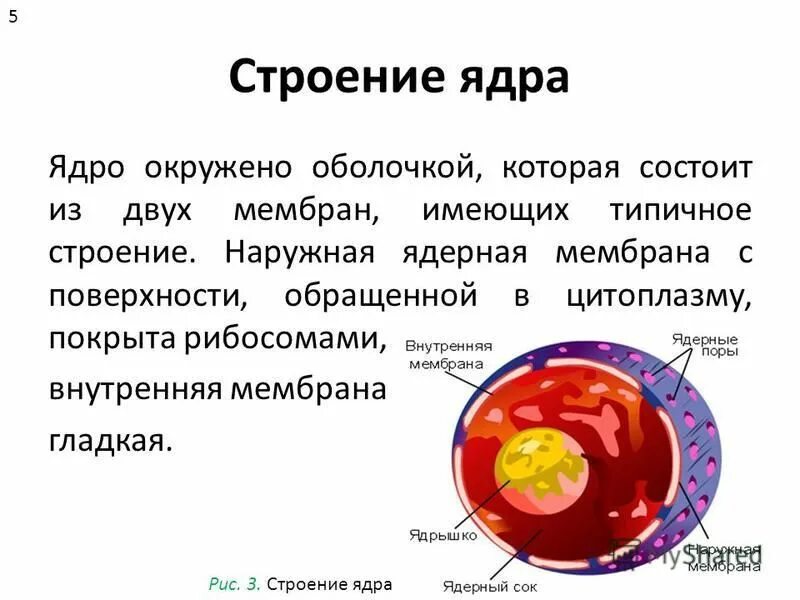 Ядро составляет примерно