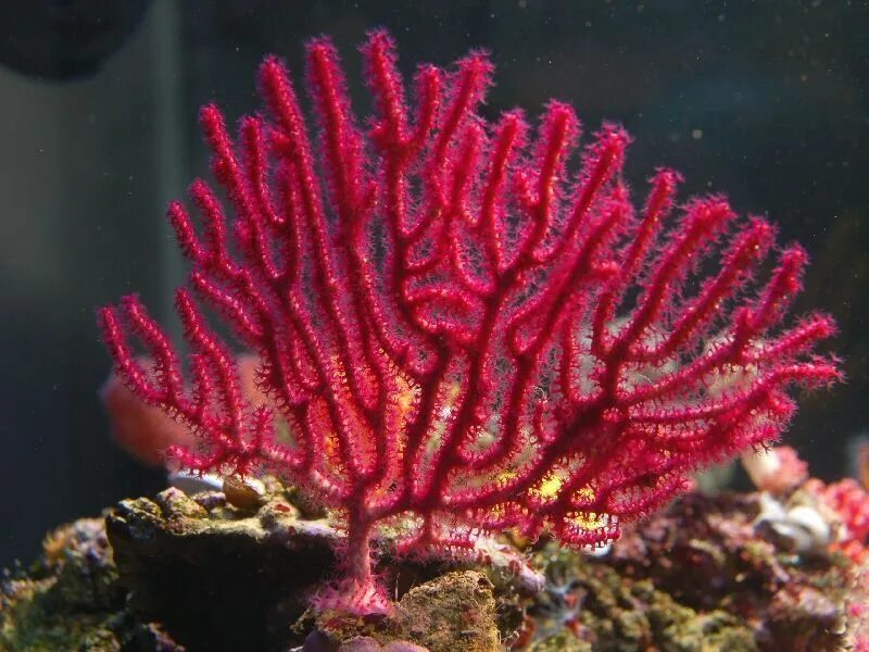 Red coral. Горгонария коралл. Коралловые полипы горгонарии. Красный коралл Кишечнополостные. Коралловые полипы красный коралл.