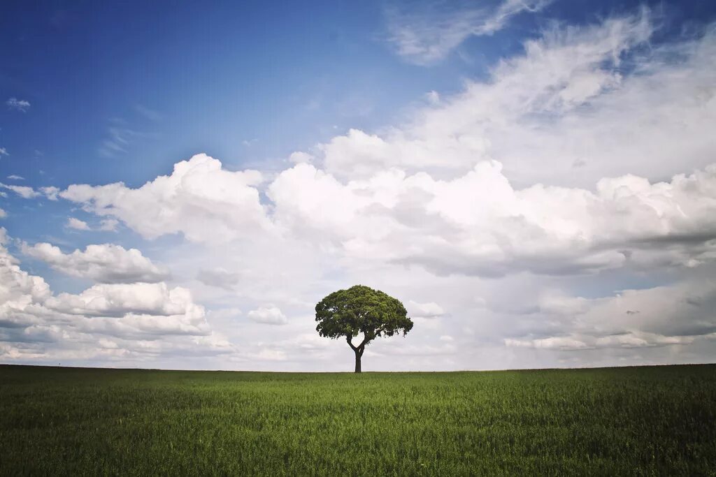 This is tree tree is green